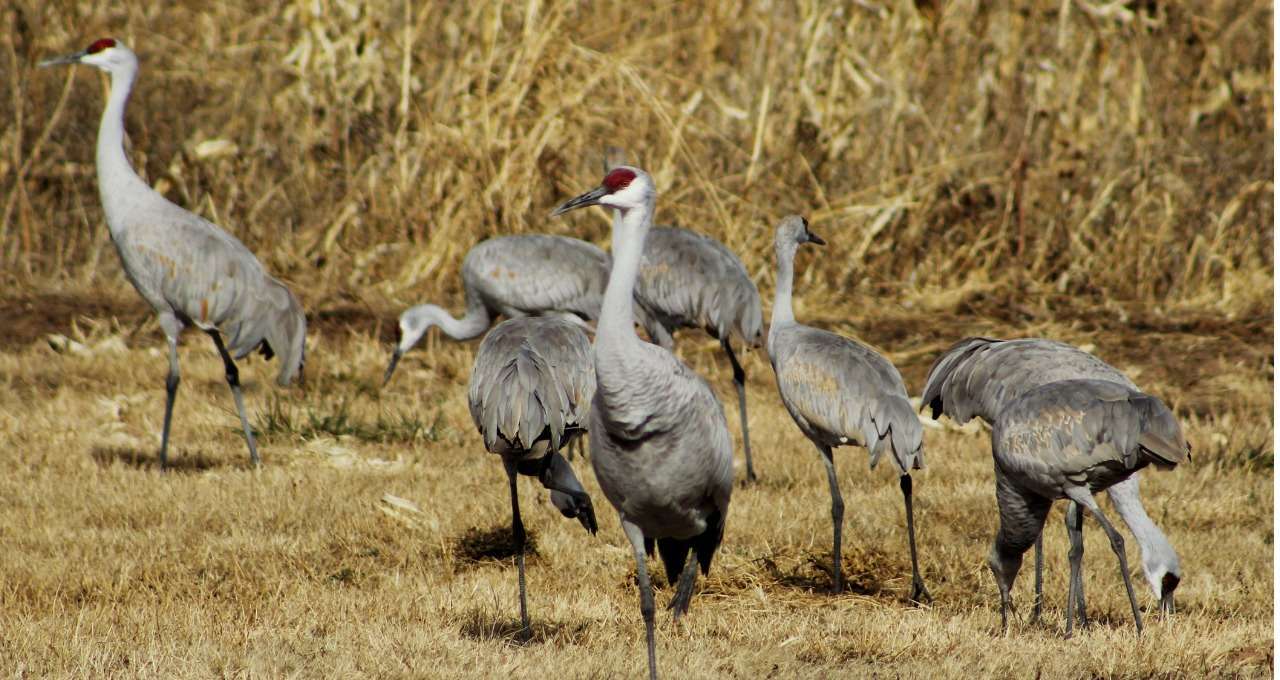 Valle De Oro Nattional Wildlife Refuge Albuquerque NM