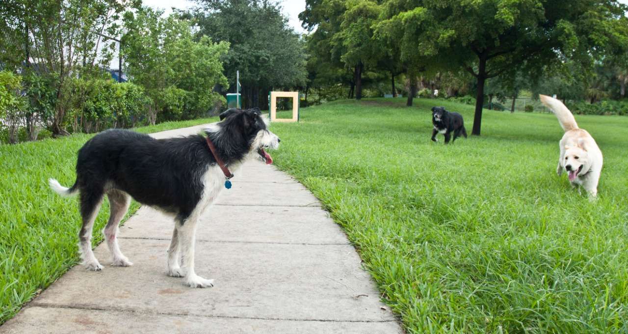 Dog Parks In Albuquerque NM